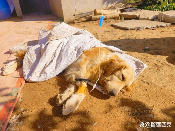 狗狗留置针可以用几天,狗狗留置针怎么输液?-第3张图片-后鲨宠物 狗狗留置针可以用几天,狗狗留置针怎么输液?-第3张图片-后鲨宠物