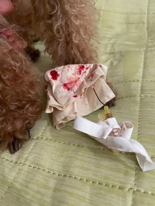 狗狗留置针可以用几天,狗狗留置针怎么输液?-第4张图片-后鲨宠物 狗狗留置针可以用几天,狗狗留置针怎么输液?-第4张图片-后鲨宠物