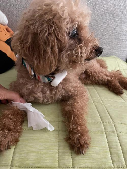 狗狗留置针可以用几天,狗狗留置针怎么输液?-第5张图片-后鲨宠物 狗狗留置针可以用几天,狗狗留置针怎么输液?-第5张图片-后鲨宠物