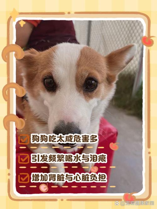 狗狗吃咸了的症状_狗狗吃很咸的东西会怎样