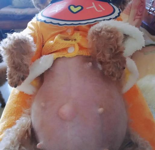  狗狗妊娠期多少天，狗狗的妊娠期是多少天