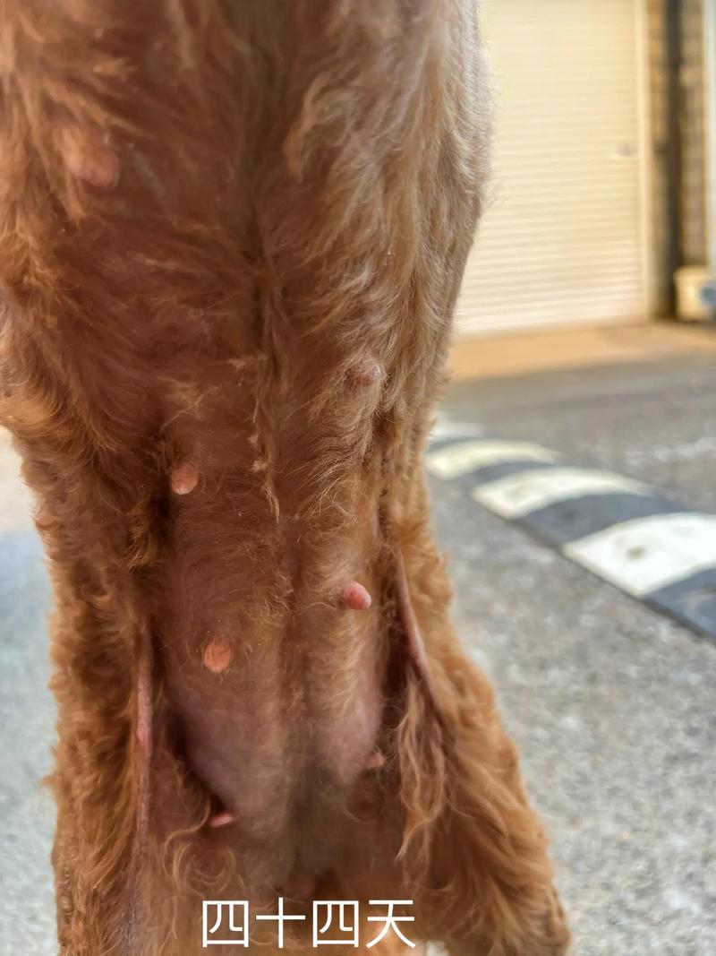  狗狗妊娠期多少天，狗狗的妊娠期是多少天-第3张图片-后鲨宠物