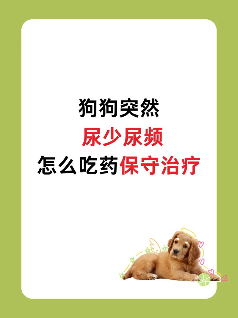  狗狗尿失禁吃什么药，狗狗尿失禁了-第5张图片-后鲨宠物