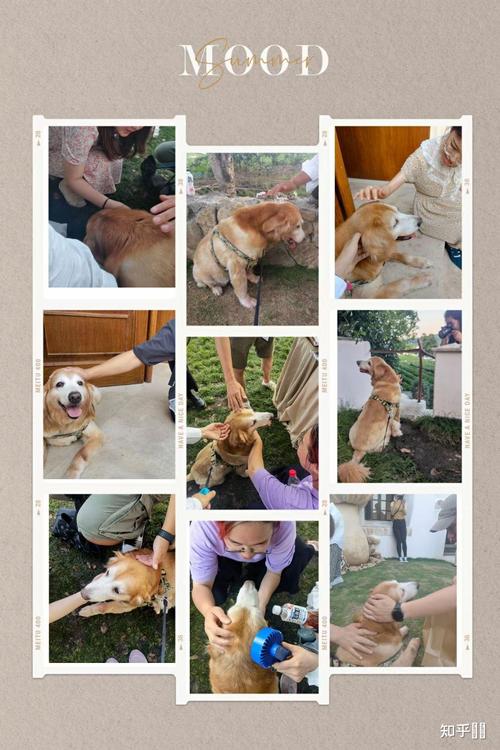 狗狗胆子小怎么训练，狗狗胆子特别小怎么训练？