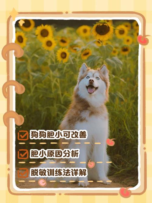 狗狗胆子小怎么训练,狗狗胆子特别小怎么训练?-第2张图片-后鲨宠物 狗狗胆子小怎么训练,狗狗胆子特别小怎么训练?-第2张图片-后鲨宠物