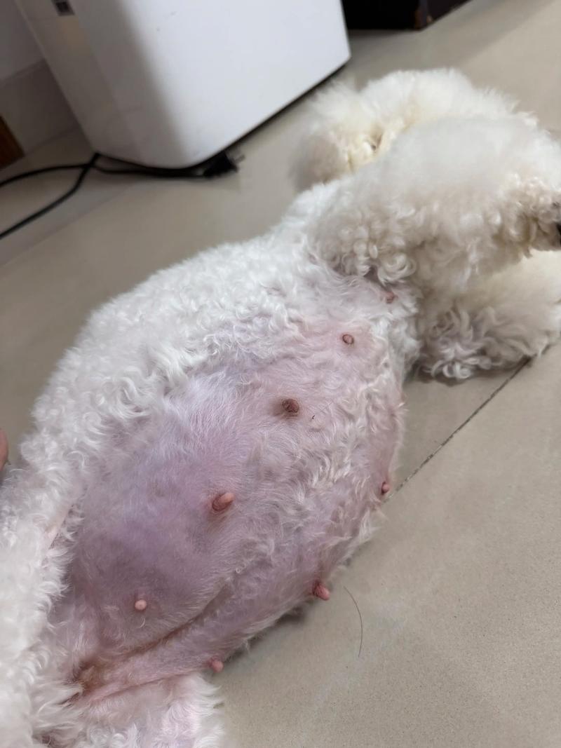 狗狗怀孕50天肚子不大,狗狗怀孕50多天肚子不大-第4张图片-后鲨宠物 狗狗怀孕50天肚子不大,狗狗怀孕50多天肚子不大-第4张图片-后鲨宠物