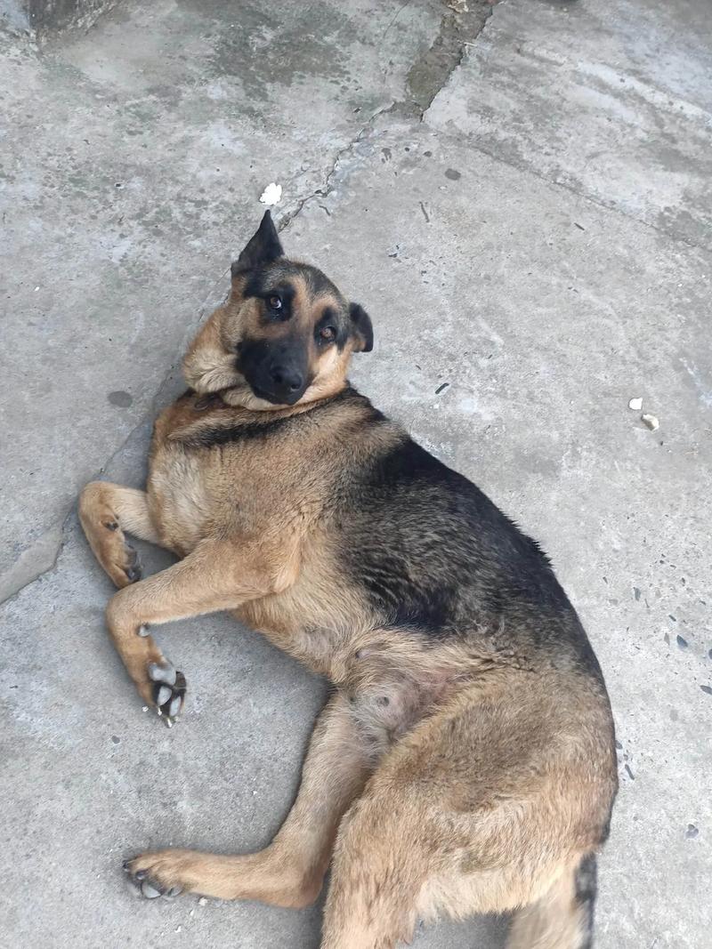 狗狗怀孕50天肚子不大,狗狗怀孕50多天肚子不大-第5张图片-后鲨宠物 狗狗怀孕50天肚子不大,狗狗怀孕50多天肚子不大-第5张图片-后鲨宠物