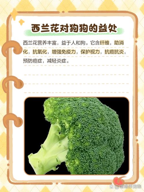 狗狗能吃西蓝花吗_狗狗可以吃西蓝花根吗-第2张图片-后鲨宠物 狗狗能吃西蓝花吗_狗狗可以吃西蓝花根吗-第2张图片-后鲨宠物