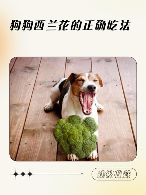 狗狗能吃西蓝花吗_狗狗可以吃西蓝花根吗-第3张图片-后鲨宠物 狗狗能吃西蓝花吗_狗狗可以吃西蓝花根吗-第3张图片-后鲨宠物