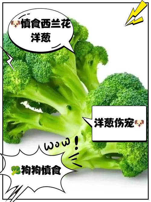 狗狗能吃西蓝花吗_狗狗可以吃西蓝花根吗-第5张图片-后鲨宠物 狗狗能吃西蓝花吗_狗狗可以吃西蓝花根吗-第5张图片-后鲨宠物