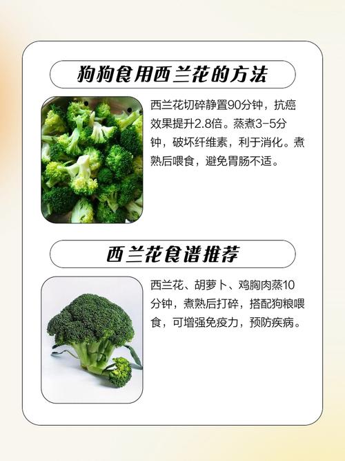 狗狗能吃西蓝花吗_狗狗可以吃西蓝花根吗-第6张图片-后鲨宠物 狗狗能吃西蓝花吗_狗狗可以吃西蓝花根吗-第6张图片-后鲨宠物