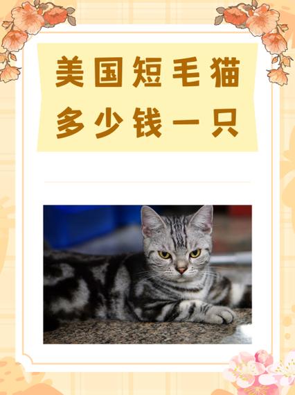 猫咪配种多少钱,猫咪配种多少钱啊?-第5张图片-后鲨宠物 猫咪配种多少钱,猫咪配种多少钱啊?-第5张图片-后鲨宠物