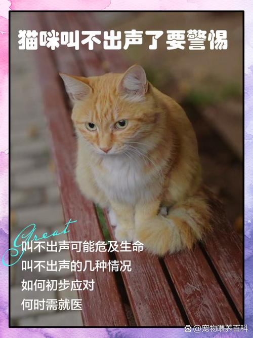 猫咪叫不出声音,猫咪叫不出声音特别沙哑-第1张图片-后鲨宠物 猫咪叫不出声音,猫咪叫不出声音特别沙哑-第1张图片-后鲨宠物