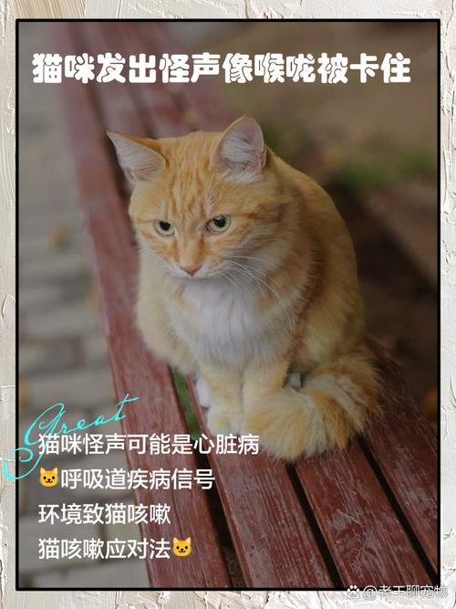 猫咪叫不出声音,猫咪叫不出声音特别沙哑-第2张图片-后鲨宠物 猫咪叫不出声音,猫咪叫不出声音特别沙哑-第2张图片-后鲨宠物