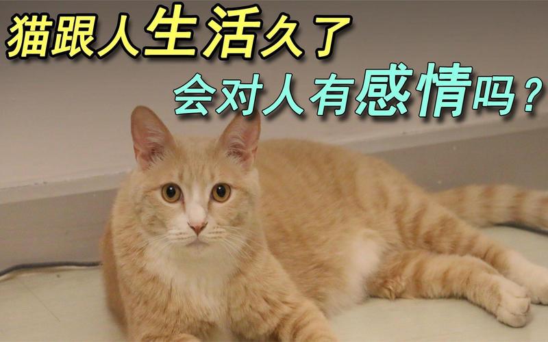 猫咪之间有爱情吗，猫咪之间有亲情吗？
