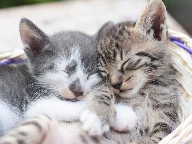 猫咪之间有爱情吗，猫咪之间有亲情吗？-第3张图片-后鲨宠物