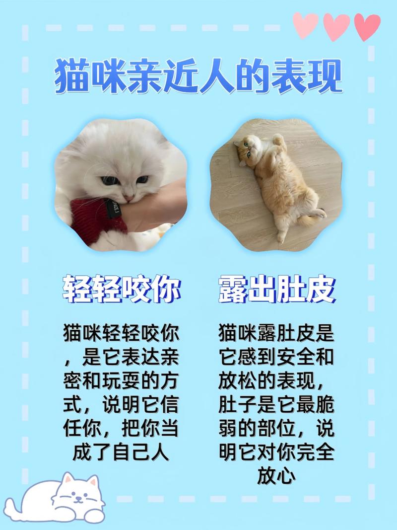 猫咪之间有爱情吗，猫咪之间有亲情吗？-第5张图片-后鲨宠物