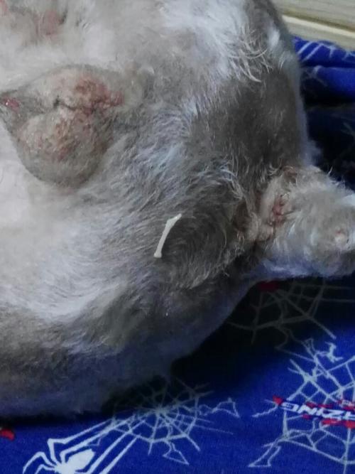 芬苯达唑狗狗的用量,芬苯达唑片狗狗的用量-第3张图片-后鲨宠物 芬苯达唑狗狗的用量,芬苯达唑片狗狗的用量-第3张图片-后鲨宠物