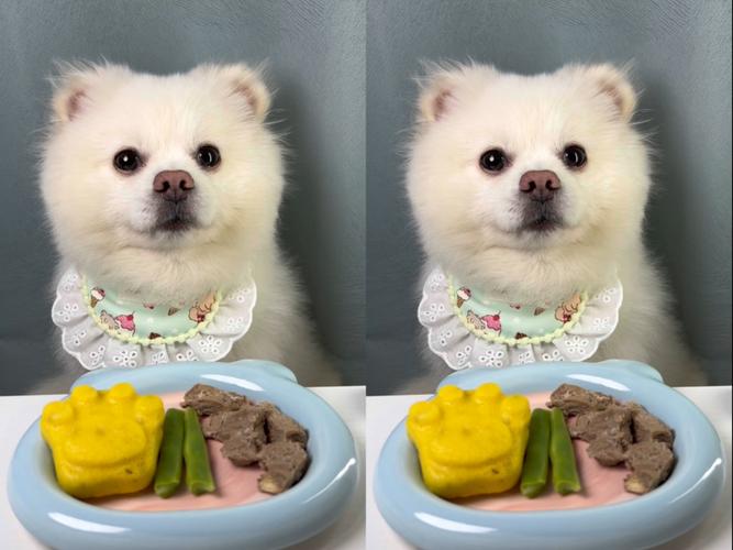 狗狗吃生豆角会中毒吗_狗狗吃生豆角会中毒吗视频-第2张图片-后鲨宠物 狗狗吃生豆角会中毒吗_狗狗吃生豆角会中毒吗视频-第2张图片-后鲨宠物