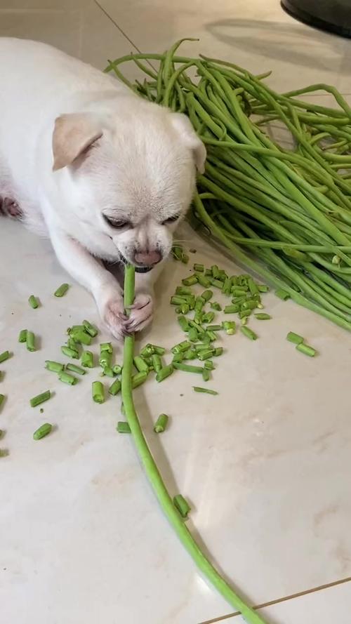 狗狗吃生豆角会中毒吗_狗狗吃生豆角会中毒吗视频-第5张图片-后鲨宠物 狗狗吃生豆角会中毒吗_狗狗吃生豆角会中毒吗视频-第5张图片-后鲨宠物
