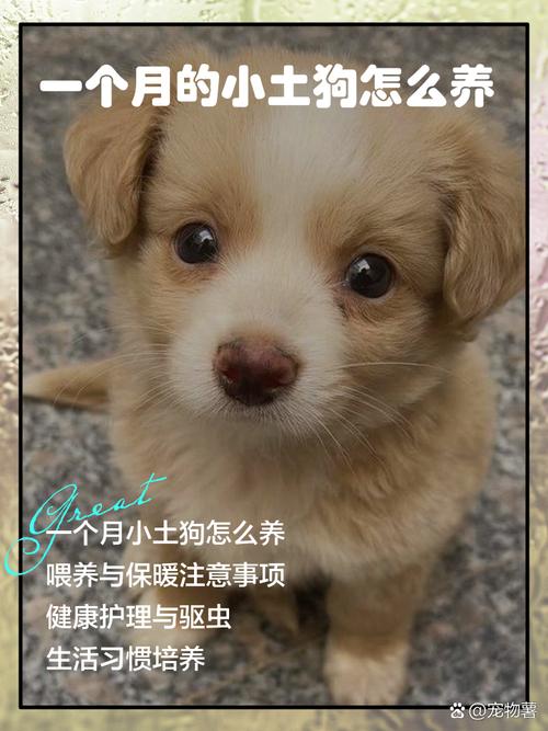 一个月的狗狗怎么养_一个月左右狗狗怎么养-第2张图片-后鲨宠物 一个月的狗狗怎么养_一个月左右狗狗怎么养-第2张图片-后鲨宠物