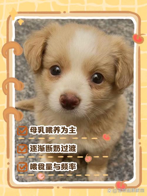 一个月的狗狗怎么养_一个月左右狗狗怎么养-第5张图片-后鲨宠物 一个月的狗狗怎么养_一个月左右狗狗怎么养-第5张图片-后鲨宠物