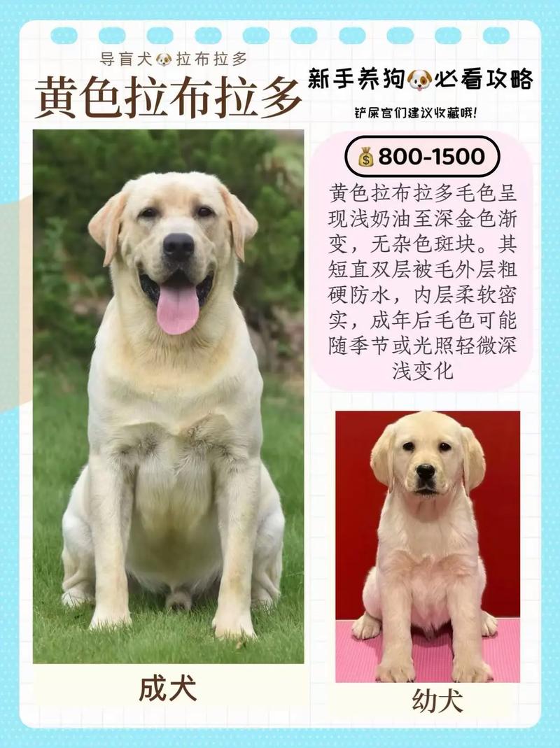  狗狗配种多少钱，狗狗配种多少钱合适