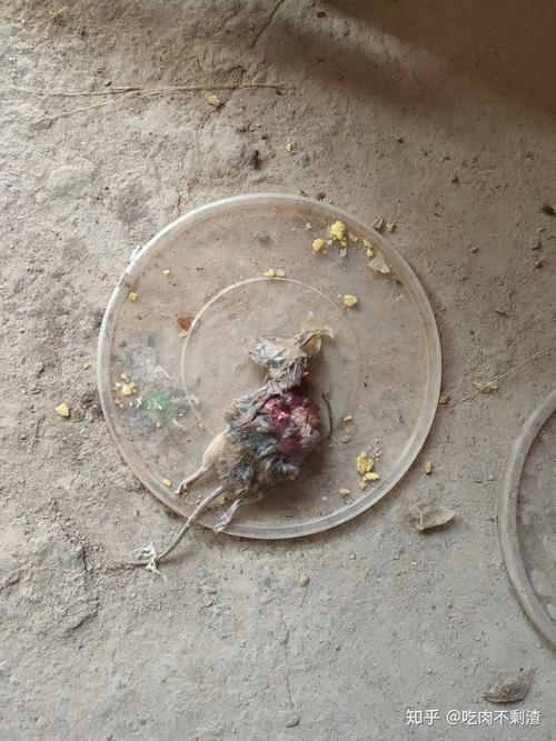 猫咪咬了蝙蝠怎么办，猫咬了蝙蝠有没有事儿?？-第3张图片-后鲨宠物