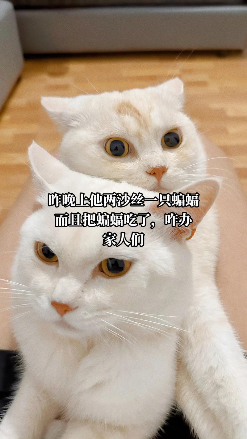 猫咪咬了蝙蝠怎么办，猫咬了蝙蝠有没有事儿?？-第4张图片-后鲨宠物