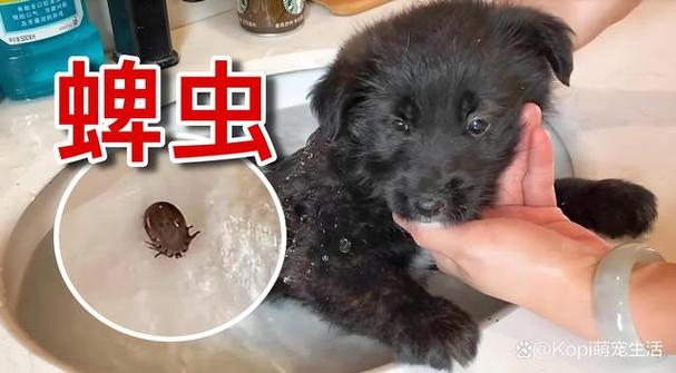  狗狗能吃鱿鱼吗，狗可以吃鱿鱼不