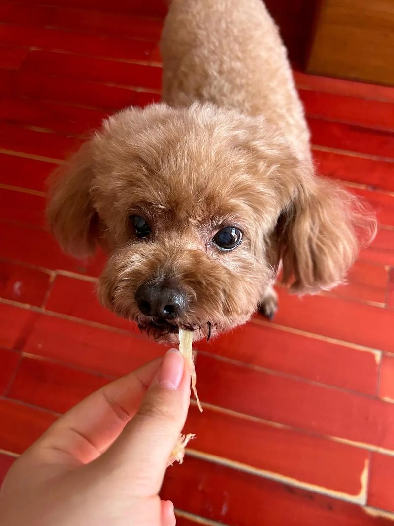  狗狗能吃鱿鱼吗，狗可以吃鱿鱼不-第2张图片-后鲨宠物