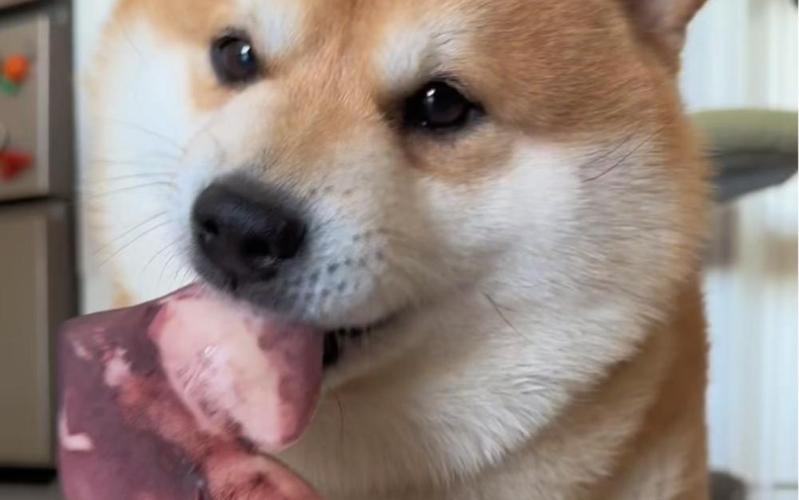  狗狗能吃鱿鱼吗，狗可以吃鱿鱼不-第3张图片-后鲨宠物