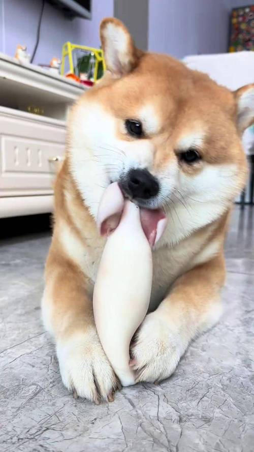  狗狗能吃鱿鱼吗，狗可以吃鱿鱼不-第5张图片-后鲨宠物