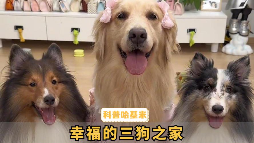 狗狗会认几个主人，一只狗会认几个主人？