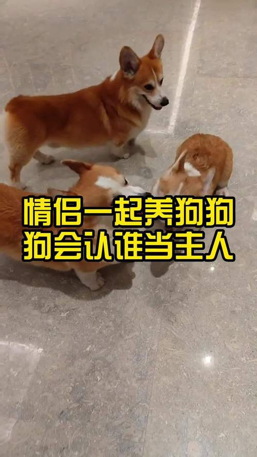 狗狗会认几个主人,一只狗会认几个主人?-第2张图片-后鲨宠物 狗狗会认几个主人,一只狗会认几个主人?-第2张图片-后鲨宠物