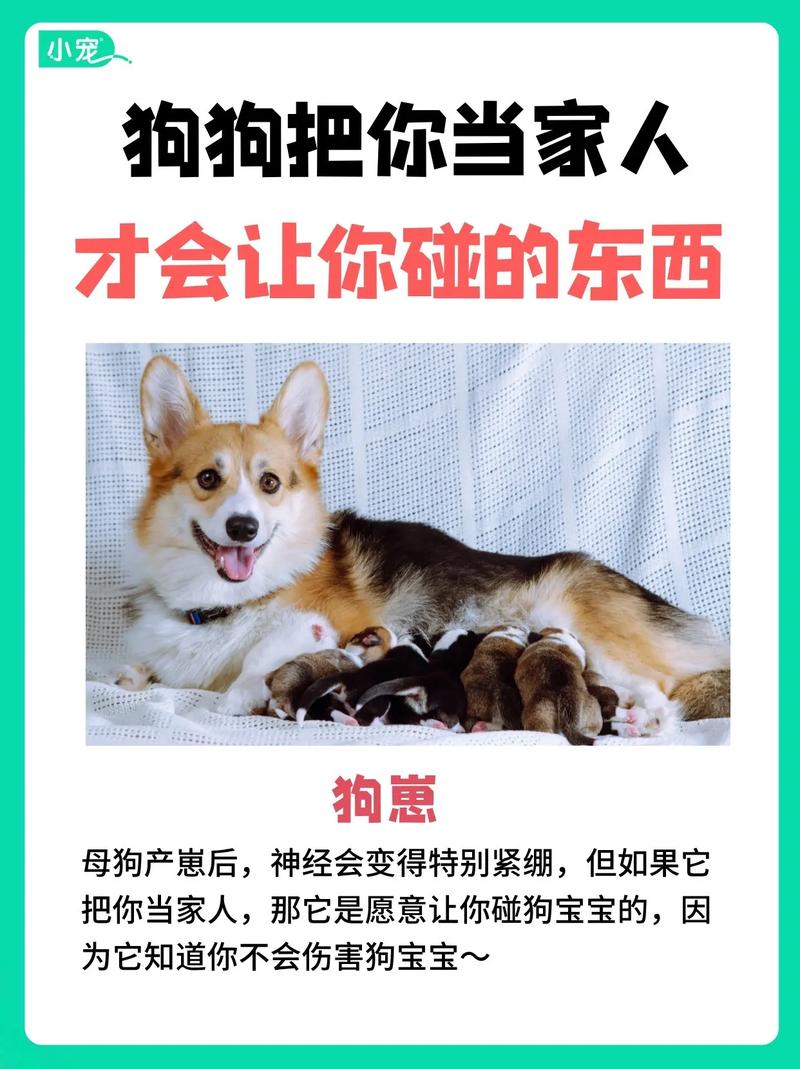 狗狗会认几个主人,一只狗会认几个主人?-第4张图片-后鲨宠物 狗狗会认几个主人,一只狗会认几个主人?-第4张图片-后鲨宠物