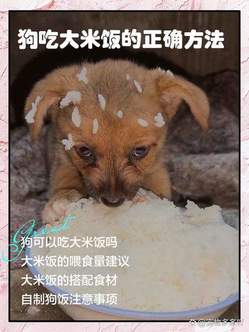 狗狗能吃大米饭吗，胰腺炎狗狗能吃大米饭吗？