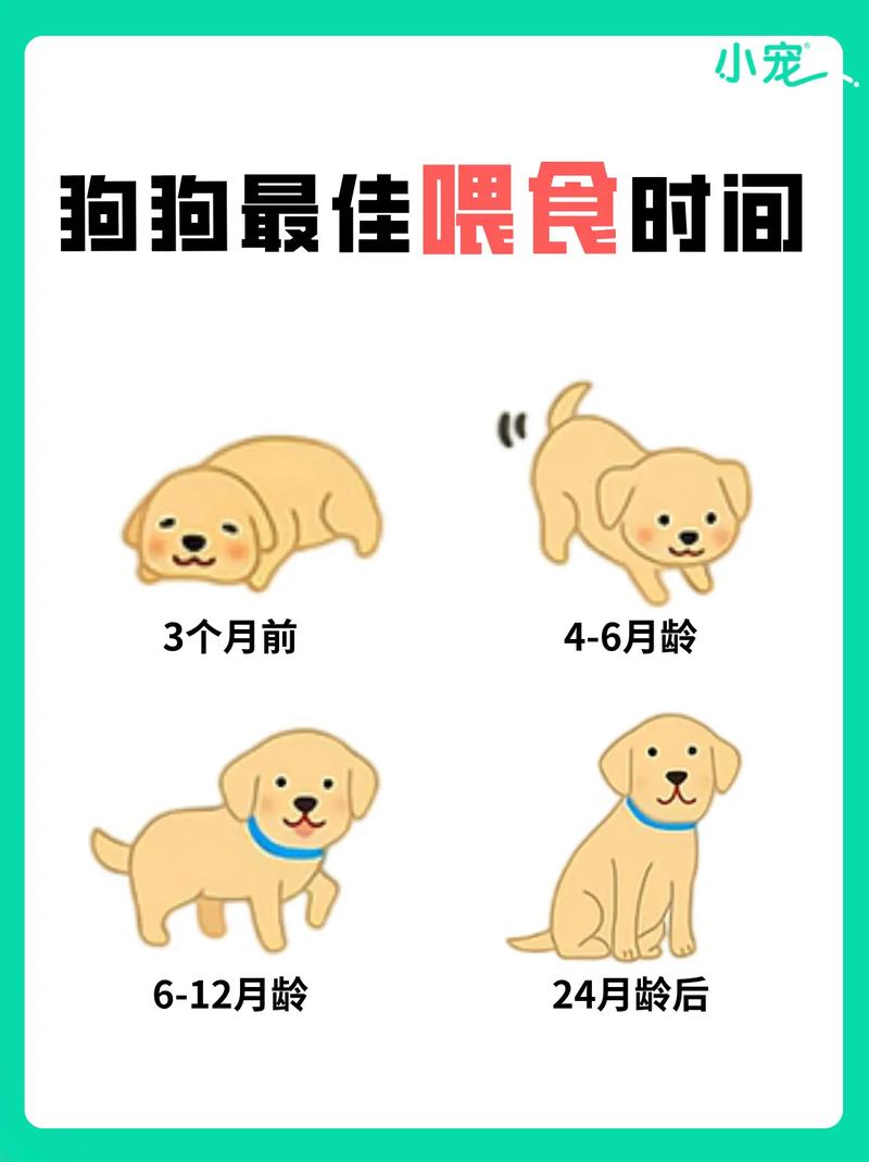 狗狗能吃大米饭吗,胰腺炎狗狗能吃大米饭吗?-第2张图片-后鲨宠物 狗狗能吃大米饭吗,胰腺炎狗狗能吃大米饭吗?-第2张图片-后鲨宠物