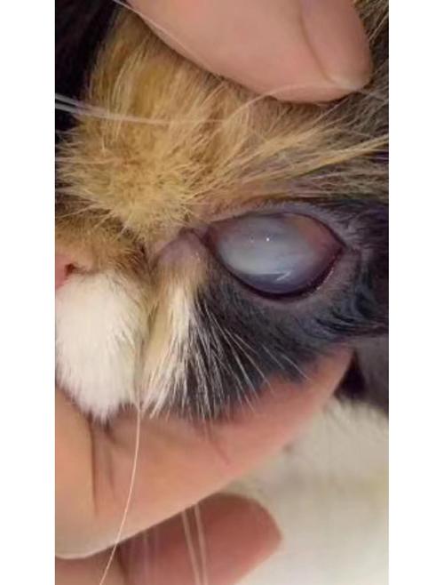 猫咪角膜炎怎么治疗,猫咪角膜炎怎么治疗好得快?-第1张图片-后鲨宠物 猫咪角膜炎怎么治疗,猫咪角膜炎怎么治疗好得快?-第1张图片-后鲨宠物