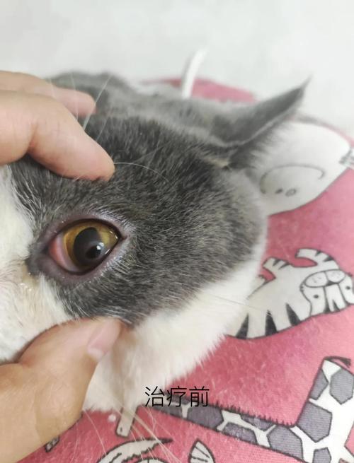 猫咪角膜炎怎么治疗,猫咪角膜炎怎么治疗好得快?-第2张图片-后鲨宠物 猫咪角膜炎怎么治疗,猫咪角膜炎怎么治疗好得快?-第2张图片-后鲨宠物