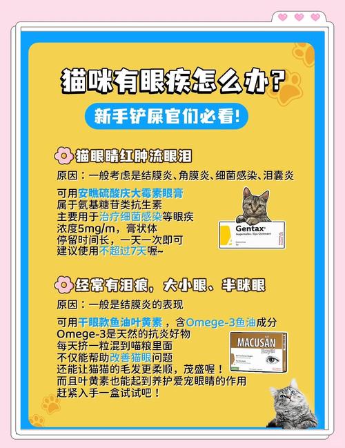 猫咪角膜炎怎么治疗,猫咪角膜炎怎么治疗好得快?-第3张图片-后鲨宠物 猫咪角膜炎怎么治疗,猫咪角膜炎怎么治疗好得快?-第3张图片-后鲨宠物