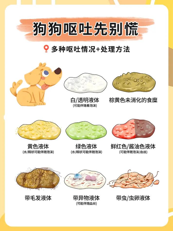 狗狗上吐下泻怎么办_狗狗上吐下泻怎么办小妙招-第5张图片-后鲨宠物 狗狗上吐下泻怎么办_狗狗上吐下泻怎么办小妙招-第5张图片-后鲨宠物