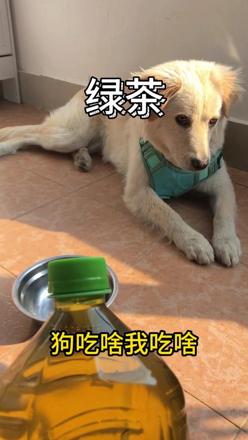 狗狗能吃茶叶吗_狗能吃茶水吗