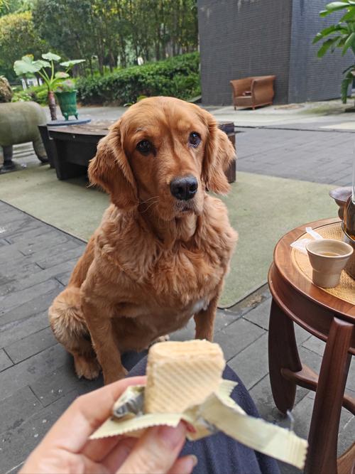 狗狗能吃茶叶吗_狗能吃茶水吗-第6张图片-后鲨宠物 狗狗能吃茶叶吗_狗能吃茶水吗-第6张图片-后鲨宠物