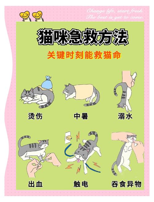 猫咪生病怎么办,猫咪生病怎么办才能好-第1张图片-后鲨宠物 猫咪生病怎么办,猫咪生病怎么办才能好-第1张图片-后鲨宠物