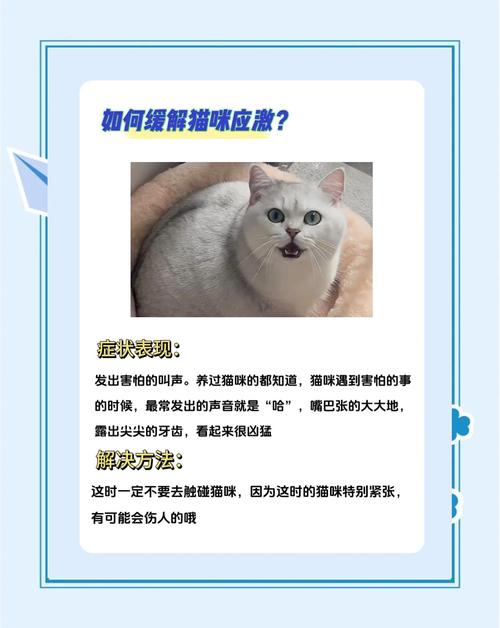 猫咪生病怎么办,猫咪生病怎么办才能好-第2张图片-后鲨宠物 猫咪生病怎么办,猫咪生病怎么办才能好-第2张图片-后鲨宠物