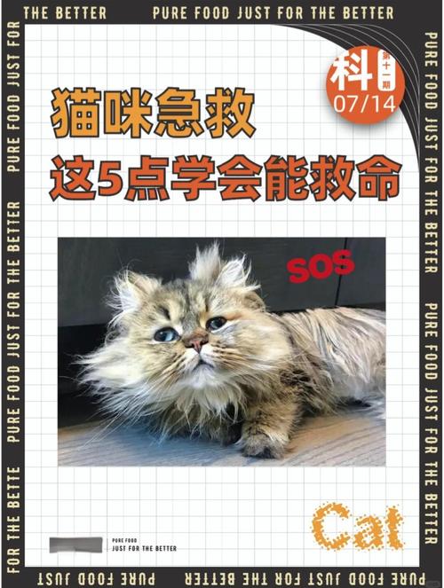 猫咪生病怎么办,猫咪生病怎么办才能好-第5张图片-后鲨宠物 猫咪生病怎么办,猫咪生病怎么办才能好-第5张图片-后鲨宠物