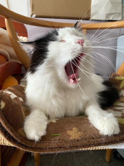 猫咪胡子的作用,猫须有什么作用玄学-第3张图片-后鲨宠物 猫咪胡子的作用,猫须有什么作用玄学-第3张图片-后鲨宠物