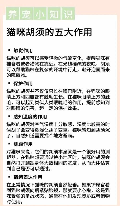 猫咪胡子的作用,猫须有什么作用玄学-第4张图片-后鲨宠物 猫咪胡子的作用,猫须有什么作用玄学-第4张图片-后鲨宠物
