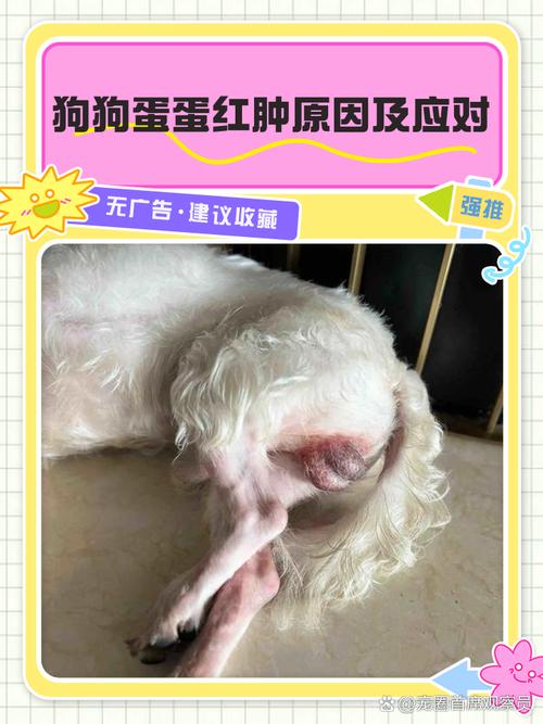 狗狗蛋蛋红肿是什么原因,狗狗蛋蛋红肿怎么办?-第4张图片-后鲨宠物 狗狗蛋蛋红肿是什么原因,狗狗蛋蛋红肿怎么办?-第4张图片-后鲨宠物
